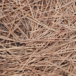 Greensboro Pine Straw