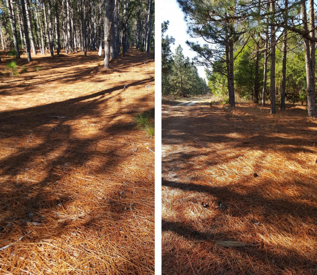 NC Pine Straw Field